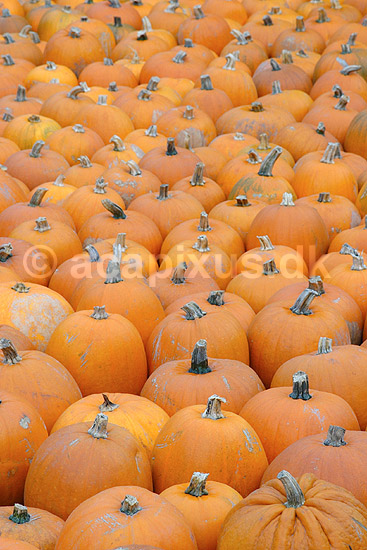Gr�skar. Gr�skar til Halloween udstilling i Tivoli; Cucurbita pepo; ; ; ; planter; Gr�skar-familien, Cucurbitaceae, Viol-ordenen, Violales