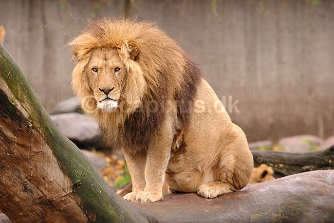 L�ve. Hanl�ve; Panthera leo; Zoologisk Have / K�benhavn; ; ; pattedyr; Katte, Felidae, Rovdyr, Carnivora, kattedyr, l�ber, zoologiske haver