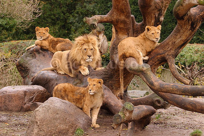 L�ve. Hanl�ve med l�veunger; Panthera leo; Zoologisk Have / K�benhavn; ; ; pattedyr; Katte, Felidae, Rovdyr, Carnivora, kattedyr, l�ber, zoologiske haver