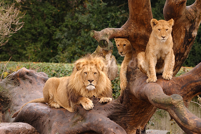 L�ve. Hanl�ve med l�veunger; Panthera leo; Zoologisk Have / K�benhavn; ; ; pattedyr; Katte, Felidae, Rovdyr, Carnivora, kattedyr, l�ber, zoologiske haver