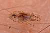Hovedlus. Hoved lus Pediculus humanus capitis    insekter Egentlige lus, Siphunculata, ut�j, skadedyr, h�r, hovedbund, plettyfus
