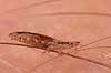 Hovedlus. Hoved lus Pediculus humanus capitis    insekter Egentlige lus, Siphunculata, ut�j, skadedyr, h�r, hovedbund, plettyfus