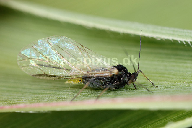 Bedebladlus. Bede bladlus i f�rd med at f�de en nymphe; Aphis fabae; ; ; ; insekter; Aphidoidea, skadedyr, Homoptera, parthenogenese, parthenogenetisk forplantning, nymfe, nymfer