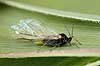 Bedebladlus. Bede bladlus i f�rd med at f�de en nymphe Aphis fabae    insekter Aphidoidea, skadedyr, Homoptera, parthenogenese, parthenogenetisk forplantning, nymfe, nymfer