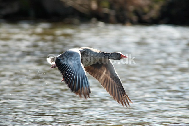 Gr�g�s. Gr�g�s flyvende over vandet; Anser anser; Utterslev Mose; ; ; fugle; Egentlige andefugle, Anatidae, Anseriformes, g�s, g�s, gr�g�s, flyvning, fugleflugt