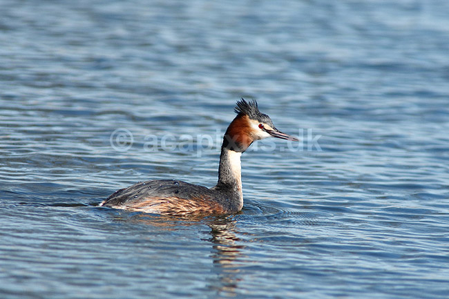 Toppet lappedykker; Podiceps cristatus; Utterslev Mose; ; ; fugle; Lappedykkere, Podicipedidae, Podicipediformes