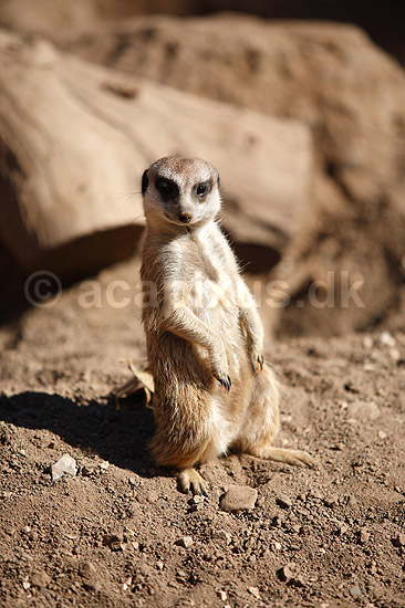 Surikat. Surikat, Meerkat; Suricata suricatta; ; ; ; pattedyr; Desmerdyr, Viverridae, Rovdyr, Carnivora