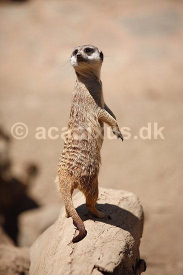 Surikat. Surikat, Meerkat; Suricata suricatta; ; ; ; pattedyr; Desmerdyr, Viverridae, Rovdyr, Carnivora