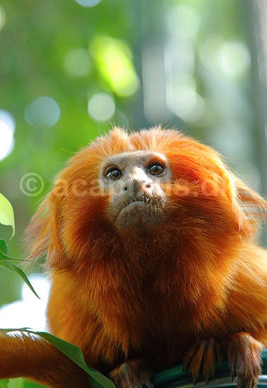 L�veabe. Gylden l�veabe; Leontopithecus rosalia; ; ; ; pattedyr; Egernaber, Callitricidae, Primater, Primata, l�veaber