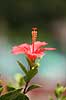 Hibiskus. Blomst af hibiscus med st�vdrager og st�vfang Hibiscus spec.    planter Katost-ordenen, Malvales, Katost-familien, Malvaceae, blomster