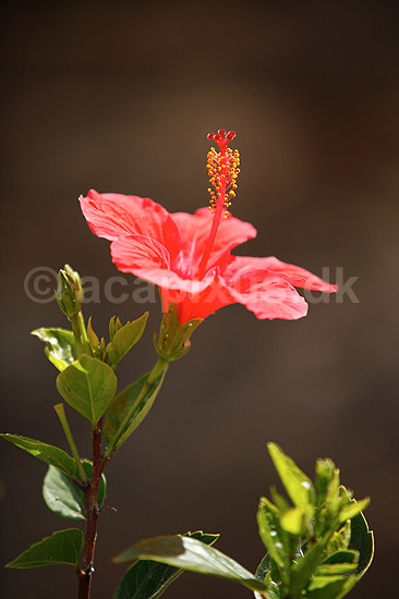 Hibiskus. Blomst af hibiscus med st�vdrager og st�vfang; Hibiscus spec.; ; ; ; planter; Katost-ordenen, Malvales, Katost-familien, Malvaceae, blomster