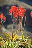Aloe. Blomstrende aloe planter Aloe vera    planter Blomster, blomst, Alo�, r�de blomster, sukkulenter