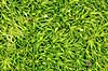 Mospude. Closeup af mospude     planter Mosser, Bryophyta, gr�n, gr�nt, farver