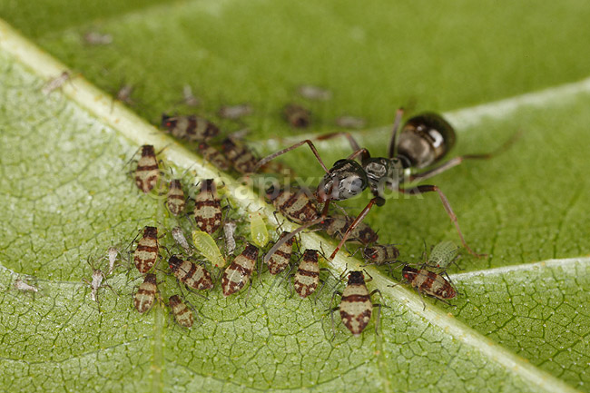 Myre og bladlus. En myre vogter over passer koloni af bladlus p� blad; Aphidoidea; Bornholm; ; ; insekter; Aphidoidea, skadedyr, Homoptera, Formicidae, myrer, commensalisme, �revingede,  Hymenoptera, honningdug, symbiose