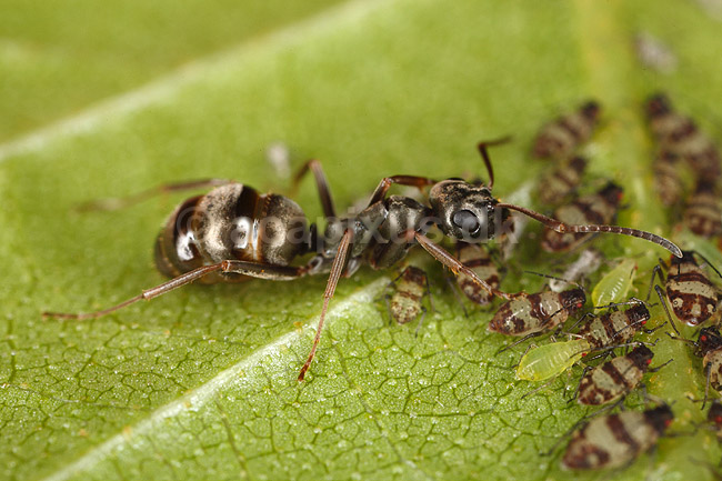 Myre og bladlus. En myre vogter over passer koloni af bladlus p� blad; Aphidoidea; Bornholm; ; ; insekter; Aphidoidea, skadedyr, Homoptera, Formicidae, myrer, commensalisme, �revingede,  Hymenoptera, honningdug, symbiose