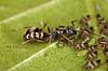 Myre og bladlus. En myre vogter over passer koloni af bladlus p� blad Aphidoidea Bornholm   insekter Aphidoidea, skadedyr, Homoptera, Formicidae, myrer, commensalisme, �revingede,  Hymenoptera, honningdug, symbiose