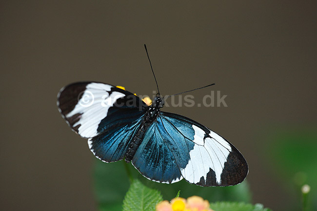 Sommerfugl. Lille Bl� Amazone; Heliconius sara; ; ; ; insekter; Sommerfugle, Lepidoptera