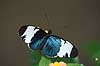 Sommerfugl. Lille Bl� Amazone Heliconius sara    insekter Sommerfugle, Lepidoptera