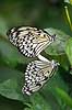 Sommerfugl. Papirsommerfugl Idea leuconoe    insekter Sommerfugle, Lepidoptera