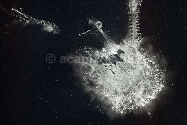 Fugleaftryk. Aftryk af due der er fl�jet imod et vindue. Sandsynligvis en ringdue; Columba palumbus; ; ; ; fugle; Egentlige duer, Columbidae, Duefugle, Columbiformes, glas, vinduer, rovfuglesilhuet, rovfuglesilhuetter, silhuetter, fjer, st�v, d�d, flyve, fugleflugt, rude, ruder, glasrude, glasruder