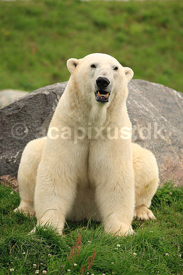 Isbj�rn; Thalarctos maritimus; Skandinavisk Dyrepark; ; ; pattedyr; Bj�rne, Ursidae, Rovdyr, Carnivora, isbj�rne