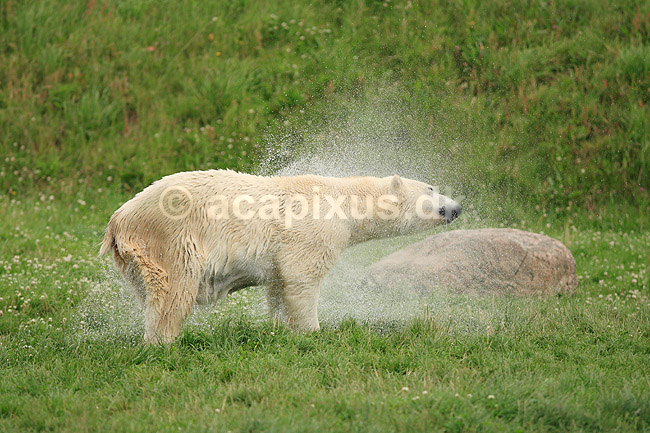 Isbj�rn. Isbj�rn ryster pelsen for vand; Thalarctos maritimus; Skandinavisk Dyrepark; ; ; pattedyr; Bj�rne, Ursidae, Rovdyr, Carnivora, isbj�rne
