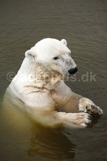Isbj�rn. Isbj�rn der sv�mmer i vandet; Thalarctos maritimus; Skandinavisk Dyrepark; ; ; pattedyr; Bj�rne, Ursidae, Rovdyr, Carnivora, isbj�rne