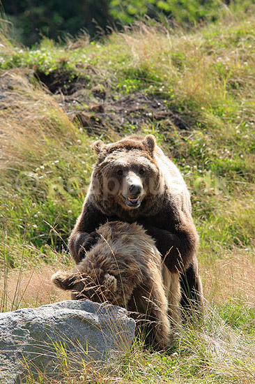 Brun Bj�rn. Europ�iske brune bj�rne under parring; Ursus arctos; Skandinavisk Dyrepark; ; ; pattedyr; Bj�rne, Ursidae, Rovdyr, Carnivora