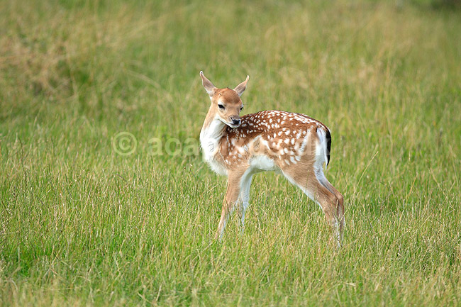 D�dyr. D�dyr kid; Dama dama; Skandinavisk Dyrepark; ; ; pattedyr; Hjorte, Cervidae, Parrett�ede hovdyr, Artiodactyla, hjort, d�vildt, gevir, fuldskuffel, dr�vtygger, brunst, fallow deer, d�hjort, dovhjort