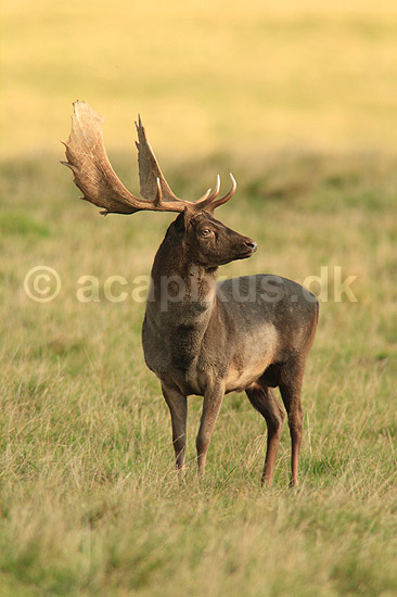 D�dyr. D�hjort p� brunstpladsen i Dyrehaven; Dama dama; J�gersborg Dyrehave / Sj�lland; ; ; pattedyr; Hjorte, Cervidae, Parrett�ede hovdyr, Artiodactyla, hjort, d�vildt, gevir, fuldskuffel, dr�vtygger, brunst, fallow deer, d�hjort, dovhjort, Dyrehaven