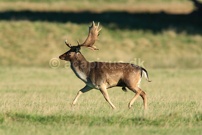 D�dyr. D�hjort p� brunstpladsen i Dyrehaven; Dama dama; J�gersborg Dyrehave / Sj�lland; ; ; pattedyr; Hjorte, Cervidae, Parrett�ede hovdyr, Artiodactyla, hjort, d�vildt, gevir, fuldskuffel, dr�vtygger, brunst, fallow deer, d�hjort, dovhjort, Dyrehaven