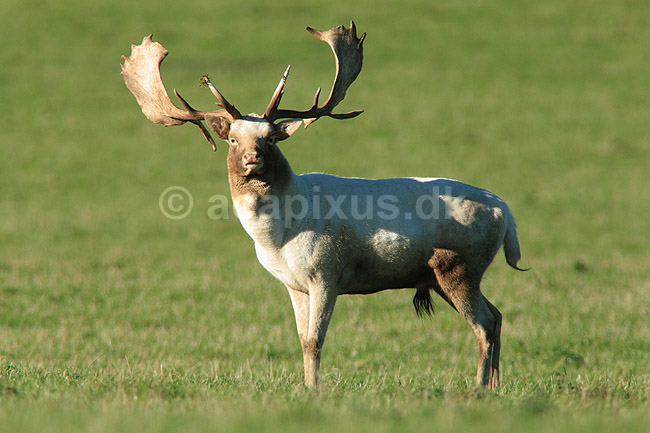 D�dyr. Albino d�hjort p� brunstpladsen i Dyrehaven; Dama dama; J�gersborg Dyrehave / Sj�lland; ; ; pattedyr; Hjorte, Cervidae, Parrett�ede hovdyr, Artiodactyla, hjort, d�vildt, gevir, fuldskuffel, dr�vtygger, brunst, fallow deer, d�hjort, dovhjort, Dyrehaven