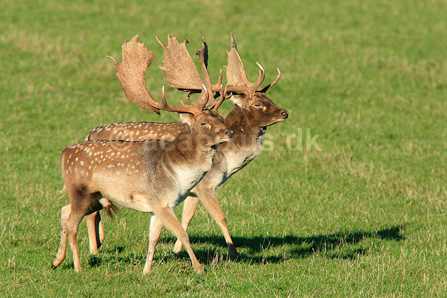 D�dyr. D�hjorte k�mper p� brunstpladsen i Dyrehaven; Dama dama; J�gersborg Dyrehave / Sj�lland; ; ; pattedyr; Hjorte, Cervidae, Parrett�ede hovdyr, Artiodactyla, hjort, d�vildt, gevir, fuldskuffel, dr�vtygger, brunst, fallow deer, d�hjort, dovhjort, Dyrehaven