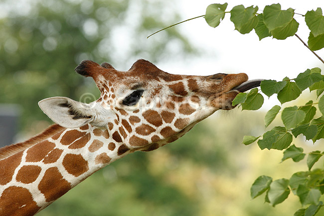 Netgiraf. Giraf str�kker sin lange tunge for at spise blade; Giraffa camelopardalis reticulata; ZOO; ; ; pattedyr; Giraffer, Giraffidae, Parrett�ede hovdyr, Artiodactyla