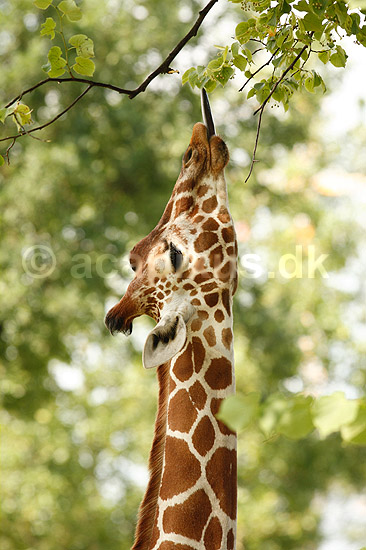 Netgiraf. Giraf str�kker sin lange tunge for at n� de h�jeste blade; Giraffa camelopardalis reticulata; ZOO; ; ; pattedyr; Giraffer, Giraffidae, Parrett�ede hovdyr, Artiodactyla