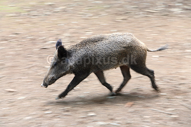 Vildsvin; Sus scrofa; Ardennerne / Hannut; Belgien; ; pattedyr; Svin, Suidae, Parrett�ede hovdyr, Artiodactyla