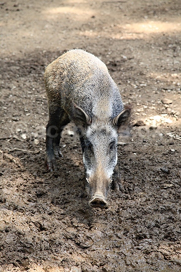 Vildsvin; Sus scrofa; Ardennerne / Hannut; Belgien; ; pattedyr; Svin, Suidae, Parrett�ede hovdyr, Artiodactyla