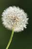 M�lkeb�tte. Fandens m�lkeb�tte, fr�stande i modlys Taraxacum spec.    planter Korsblomstfamilien, Crusiferae, Brassicaceae, m�lkeb�tter, fr�stand, fr�