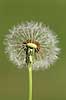 M�lkeb�tte. Fandens m�lkeb�tte, fr�stande i modlys Taraxacum spec.    planter Korsblomstfamilien, Crusiferae, Brassicaceae, m�lkeb�tter, fr�stand, fr�