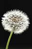 M�lkeb�tte. Fandens m�lkeb�tte, fr�stande i modlys Taraxacum spec.    planter Korsblomstfamilien, Crusiferae, Brassicaceae, m�lkeb�tter, fr�stand, fr�