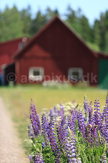 Lupin. Lupinblomster foran svensk r�dmalet tr�hus; Lupinus spec.; ; ; ; planter; �rteblomster, Leguminosae, Fabaceae, Papillionaceae