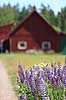 Lupin. Lupinblomster foran svensk r�dmalet tr�hus Lupinus spec.    planter �rteblomster, Leguminosae, Fabaceae, Papillionaceae