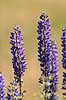 Lupin. Lupinblomster, lupiner Lupinus spec.    planter �rteblomster, Leguminosae, Fabaceae, Papillionaceae