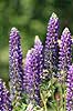 Lupin. Lupinblomster, lupiner Lupinus spec.    planter �rteblomster, Leguminosae, Fabaceae, Papillionaceae