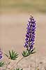 Lupin. Lupinblomster, lupiner Lupinus spec.    planter �rteblomster, Leguminosae, Fabaceae, Papillionaceae