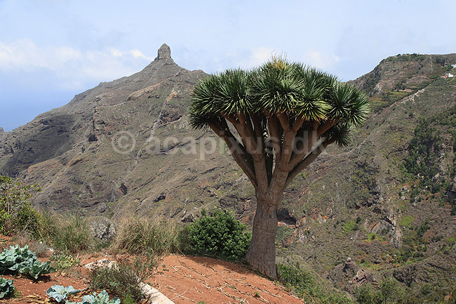Drageblodstr�. Drageblodstr� p� Tenerife; Dracaena draco; Tenerife; Spanien; ; planter; Konval-familien, Convallariaceae, drageblodstr�er