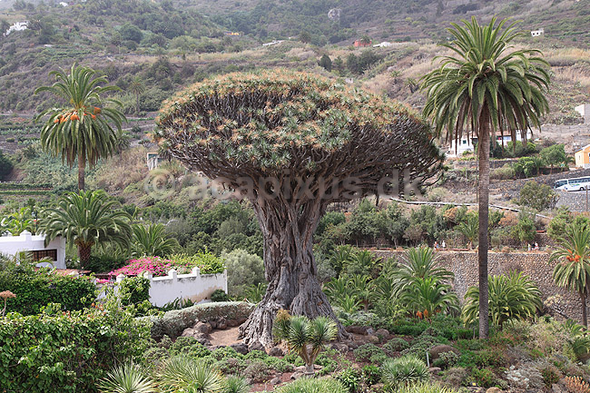 Drageblodstræ. Drageblodstræ i byen Icod de los Vinos på Tenerife; Dracaena draco; Icod / Tenerife; Spanien; ; planter; Konval-familien, Convallariaceae, drageblodstræer