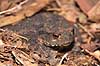 Skrubtudse. Skrubtudse skjuler sig i skovbunden Bufo bufo Klint   padder Springpadder, Anura,  Amphibia, Skrubtudser, Common toad,  tudse, tudser, padde, bufonidae, padde, vanlig padda, camouflage