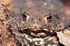 Skrubtudse. Skrubtudse skjuler sig i skovbunden Bufo bufo Klint   padder Springpadder, Anura,  Amphibia, Skrubtudser, Common toad,  tudse, tudser, padde, bufonidae, padde, vanlig padda, camouflage