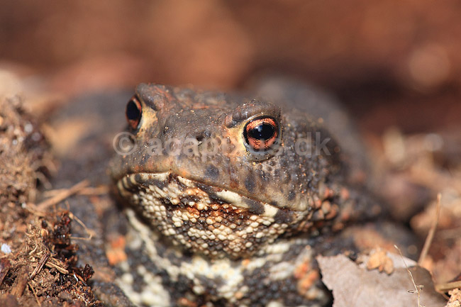 Skrubtudse. Skrubtudse skjuler sig i skovbunden; Bufo bufo; Klint; ; ; padder; Springpadder, Anura,  Amphibia, Skrubtudser, Common toad,  tudse, tudser, padde, bufonidae, padde, vanlig padda, camouflage